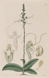 Kuva Peristylus tentaculatus (syn. Glossula tentaculata)